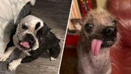 2 LA pups chase glory at World's Ugliest Dog Contest