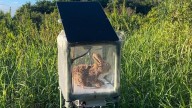 Combaten invasión de pitones birmanas con conejos robots en los Everglades
