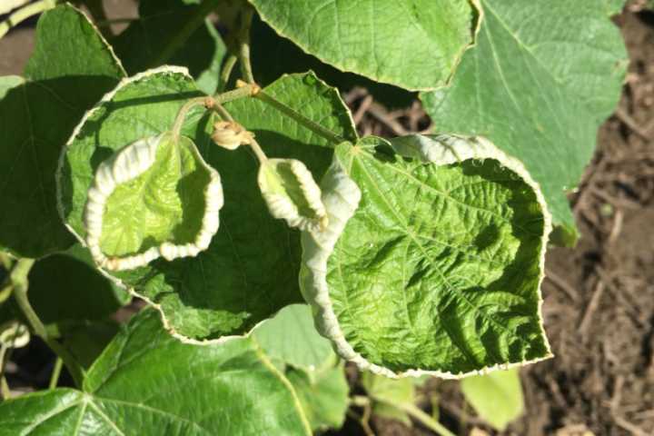 EPA to reapprove controversial herbicide. Ind regulators worry the label is too confusing