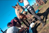 Rescataron un caballo en barrio Balbi: piden ayuda para realizar un tratamiento