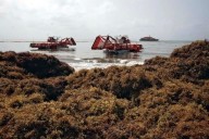 Quieren combustibles y paneles... ¡de sargazo!