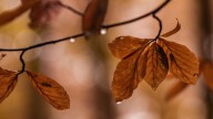 ¿Por qué las hojas de algunos árboles se vuelven marrones en verano? El curioso motivo que incluso los jardineros desconocen