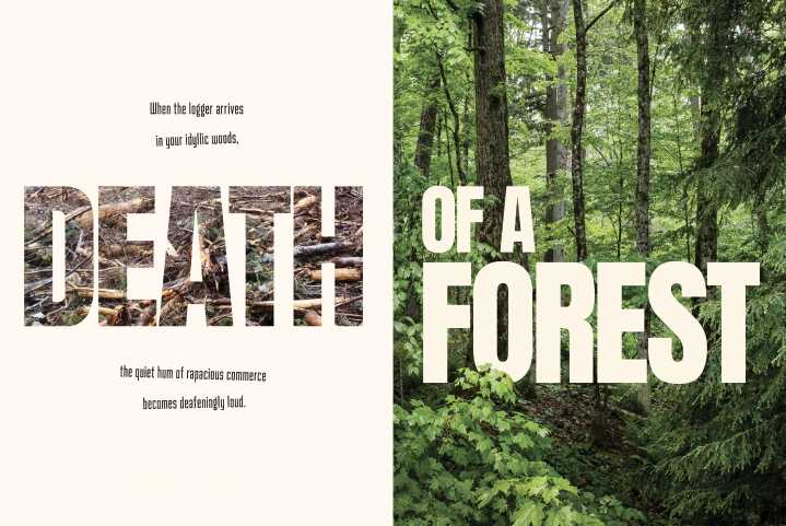 Reflections on the Death of a Forest