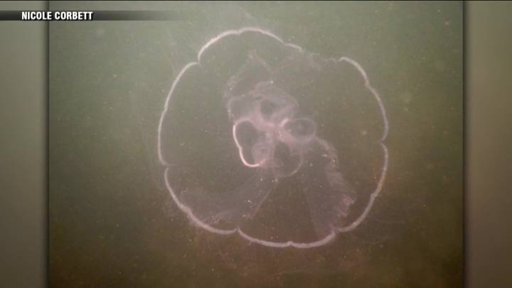 Experts believe moon jellyfish off Cape Cod to blame for surge in stings this summer