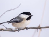 Put it in Writing: Missing the usual summertime garden visitors