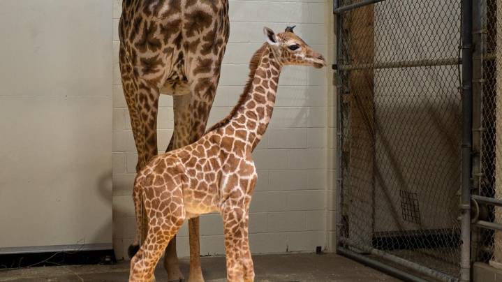 Newborn giraffe set to make public debut at Cleveland Metroparks Zoo