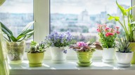 10 Indoor Houseplants You Can Enjoy For Their Blooms Year Round