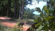 Black bear spotted in Anderson County