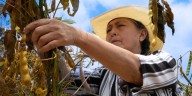Fenalce advierte paro de maiceros y pide acuerdo tripartita con el Gobierno y la industria 