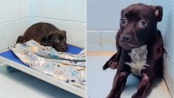 Terrified Little Pup Found Shaking Uncontrollably In Her Kennel In South Carolina Finds The Courage To Trust Again