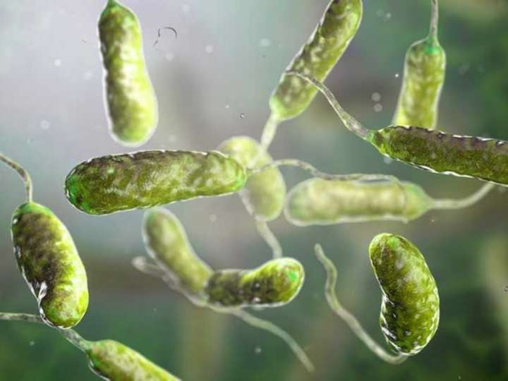 La peor noticia: la bacteria “come carne” se cobró otra víctima, dónde están los casos en Florida y cuántos son