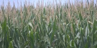 UNL Extension hosts South Central Ag Lab Field Day