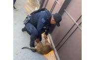 Rescatan oficiales de la SSPM a perro atrapado en portón