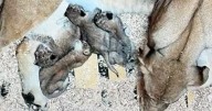 Denver Zoo welcomes 4 African lion cubs