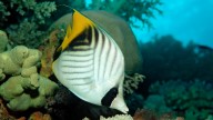 These fish may feel pleasure while being groomed by other fish : NPR