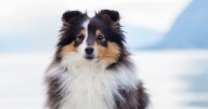 The 9 smartest dog breeds as Scots city crowned area with cleverest pooches