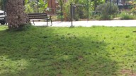 “Peste a orines” y abandono total: vecinos denuncian el estado insalubre del Parque de Lomo Apolinario