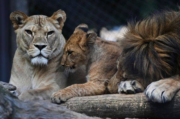 Czech zoo welcomes Barbary lion cubs whose population is extinct in the wild