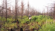 Replanting forests after wildfires comes with complex challenges, but there are opportunities in the ashes