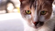 Estambul,  ciudad de gatos