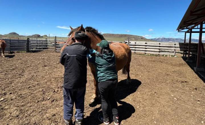 SAG detecta los primeros casos de Anemia Infecciosa Equina en la región de Aysén