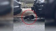 Abandoned Dog Tied To A Pole In New York Finally Finds The Love She Deserves