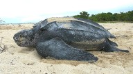 Aparece en Tenerife la tortuga marina más grande del mundo