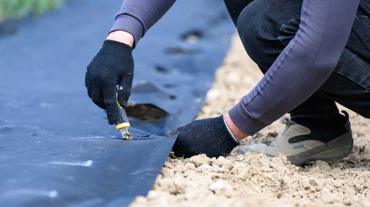 The One Place You Want To Make Sure You Avoid Using Landscape Fabric And Why