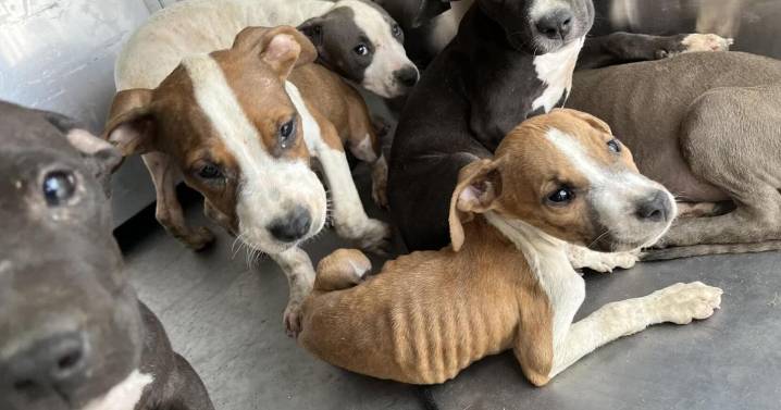 Tucson puppies in animal cruelty case end up in loving homes