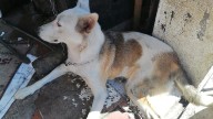 Ciudadanía de Cuautla ya puede denunciar maltrato animal