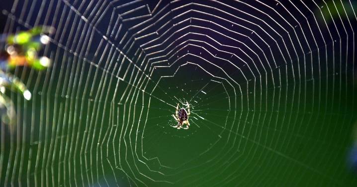 UK on 'high alert' as country's most dangerous spider set to invade homes