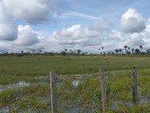 Lluvias dejan pérdidas a productores agropecuarios en Apure