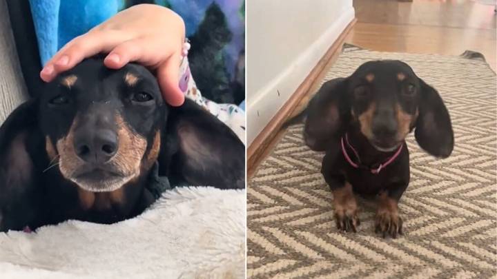 Virginia Dog Finds Happiness After Being Surrendered For A False Reason