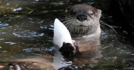 Otter scat a goldmine of information, scientists say