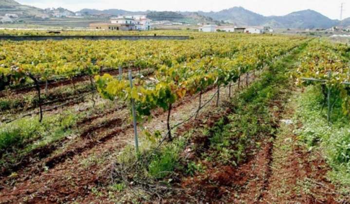 Viticultores y bodegueros piden prohibir la entrada a Canarias de frutos y semillas con riesgo de filoxera