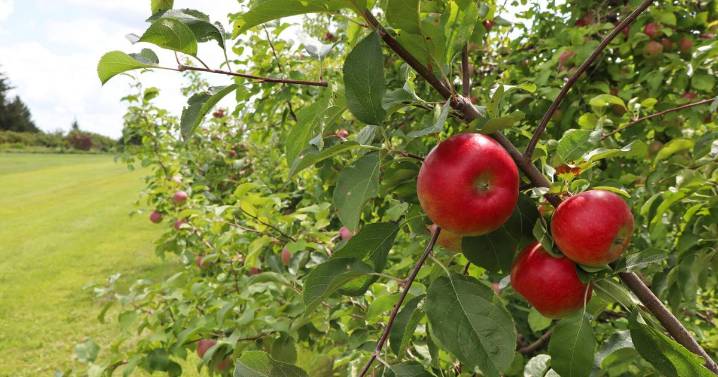 Taste, learn and explore at Iowa State University apple open house