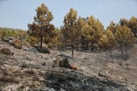 El autor del incendio de Ávila en el que murió un bombero lo habría provocado por interés laboral al trabajar en extinción