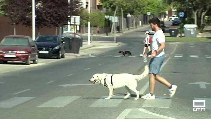 El peligro del asfalto caliente para los perros