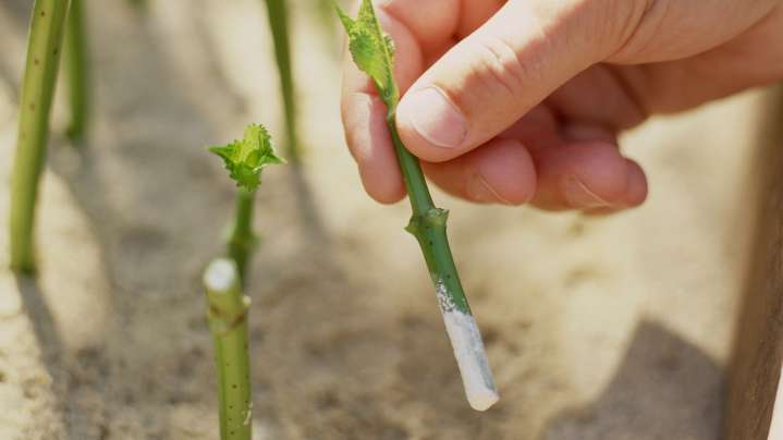 12 Common Herbs And Flowers You Should Propagate From Cuttings In August