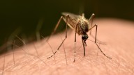 China's chikungunya outbreak unlikely to spread in US, experts say