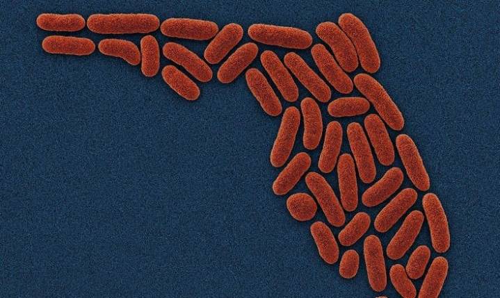 Alerta por una bacteria carnívora en EE. UU.