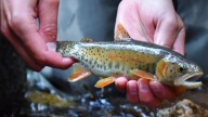 Colorado killing nonnative trout to bring back native cutthroat trout