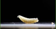 Dos estados más confirman contagios de gusano barrenador en humanos; ¿cuáles son?