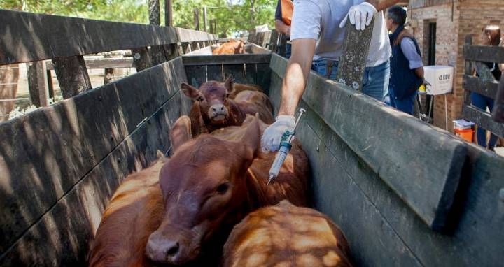 “Dejar de vacunar contra la aftosa sería un acto de irresponsabilidad enorme”, advierte el agro