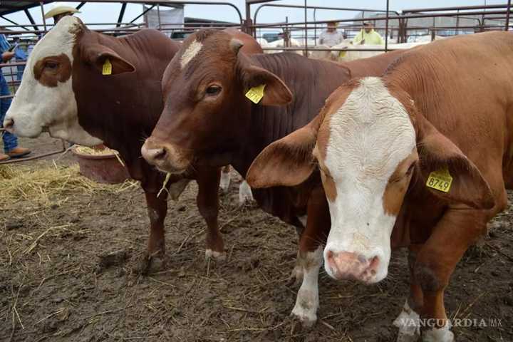 Coahuila se prepara para recibir a inspectores de la USDA; esperan reabrir la frontera ganadera