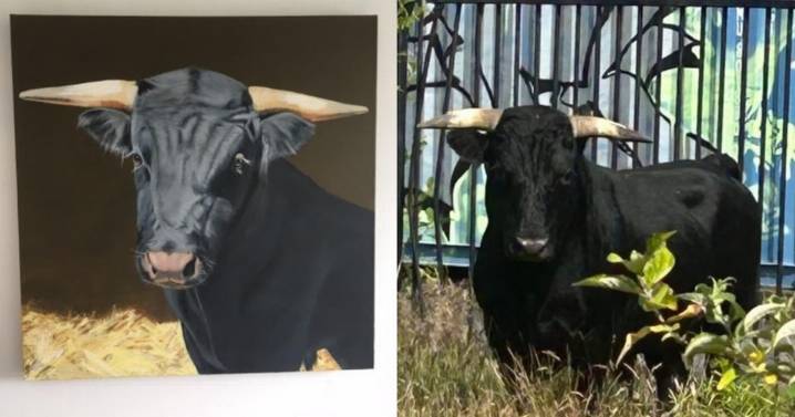 Update on rescued Birmingham bull that roamed city streets and the gesture to help secure his future