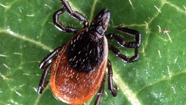 Family warns of Powassan virus dangers after young girl’s diagnosis