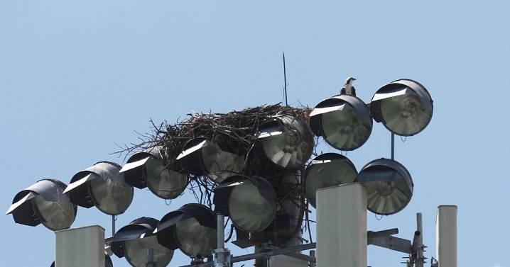 Ospreys nesting on stadium light pole disrupts Minnesota high school's fall sports season