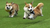 Little legs, big dreams: More than 100 teams compete in Lithuania's international Corgi race