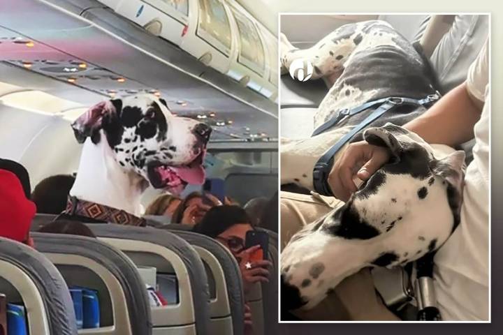 Huge Great Dane stuns plane passengers by sitting upright on his own seat to take in view before choosing to nap